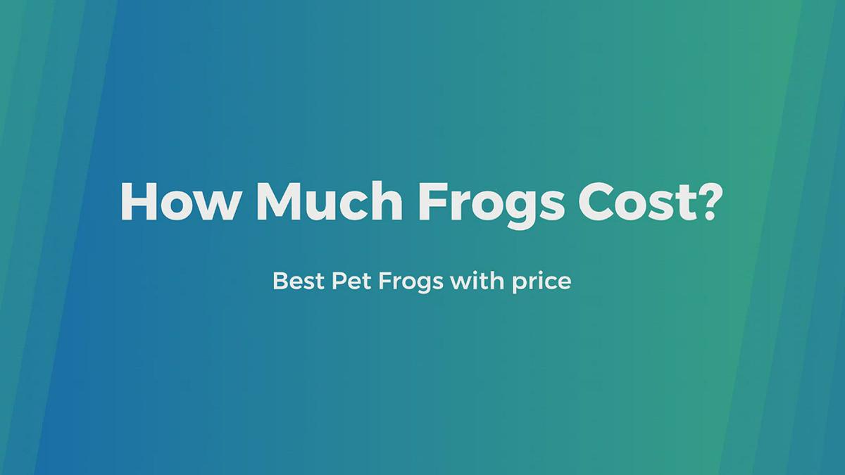 'Video thumbnail for Wondering How much frogs cost?'