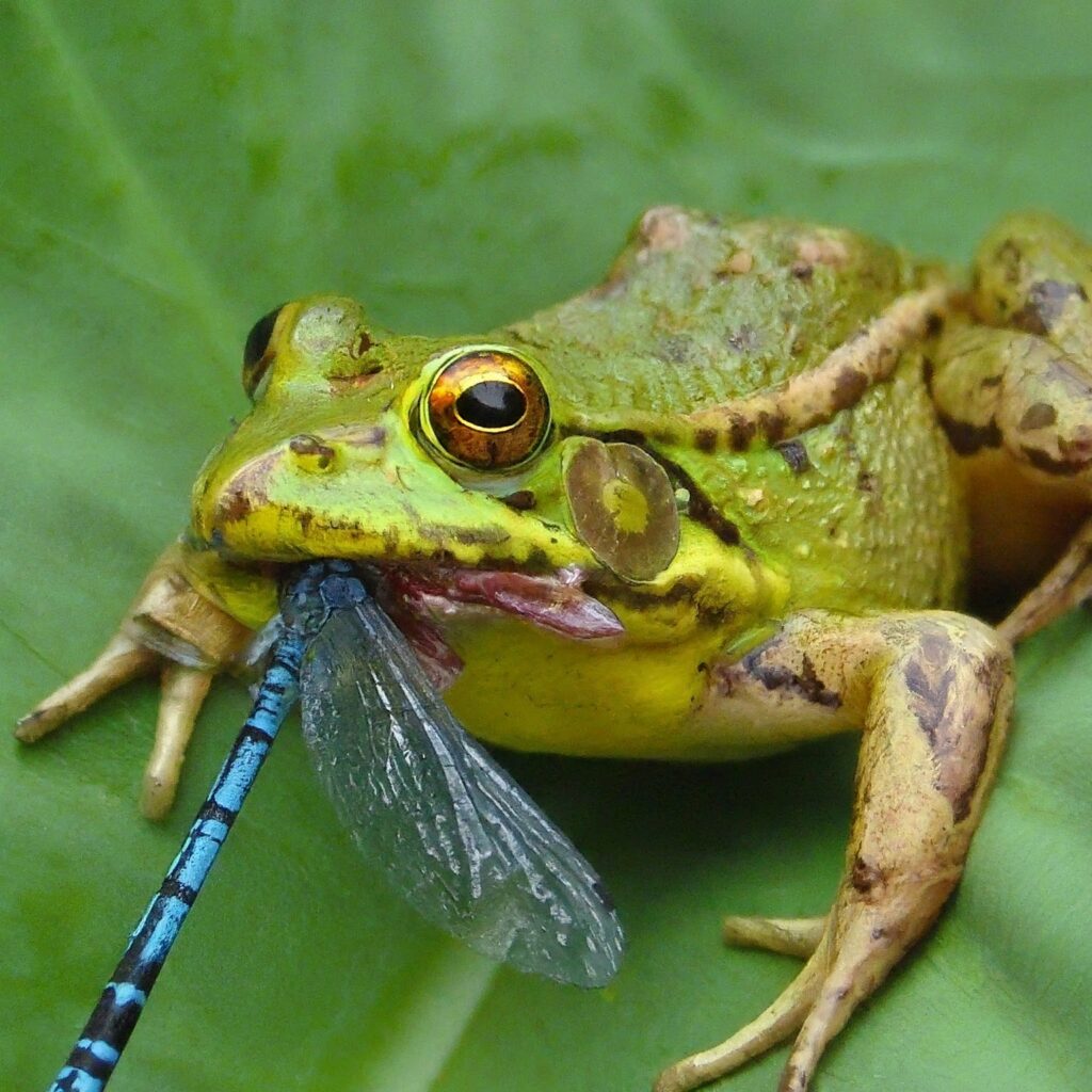 A frog eating a dragonfly