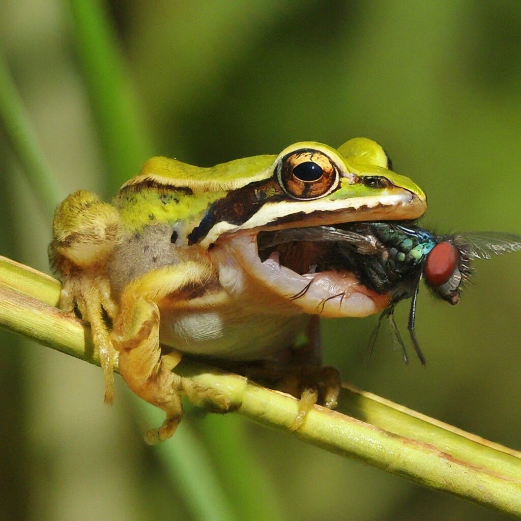 A frog eating a fly