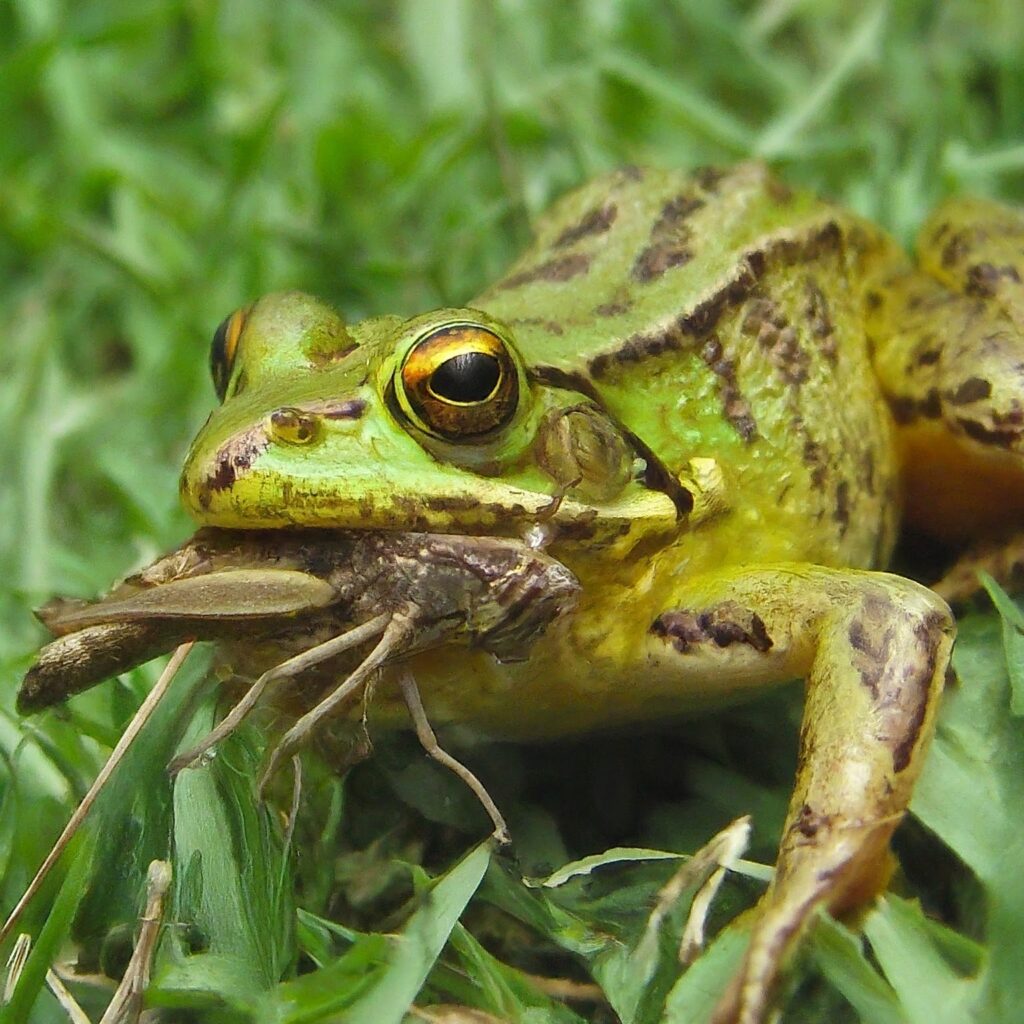 A frog eating a grasshopper