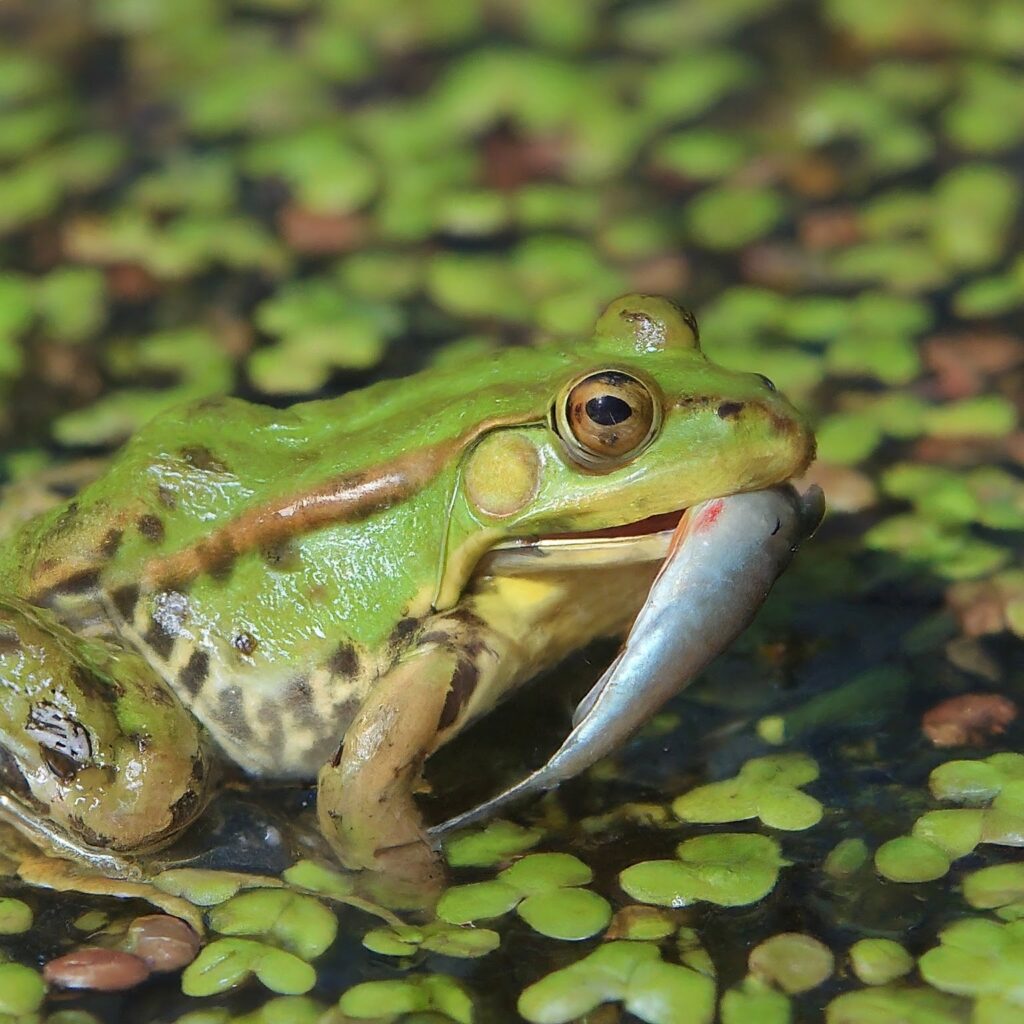 A frog eating a small fish