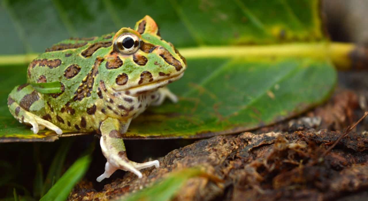 pacman frog eating