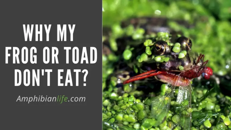 My Frog Won’t Eat: What To Do If Your Frog’s Not Eating