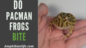 Do Pacman Frogs Bite? Does It Hurt? (They Have Teeth?)