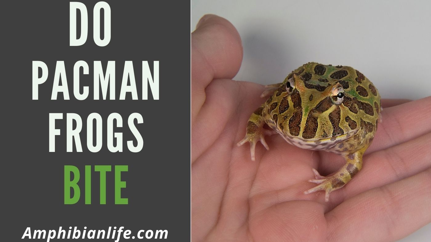 Do Pacman Frogs Bite? Does It Hurt? (They Have Teeth?) - Amphibian Life