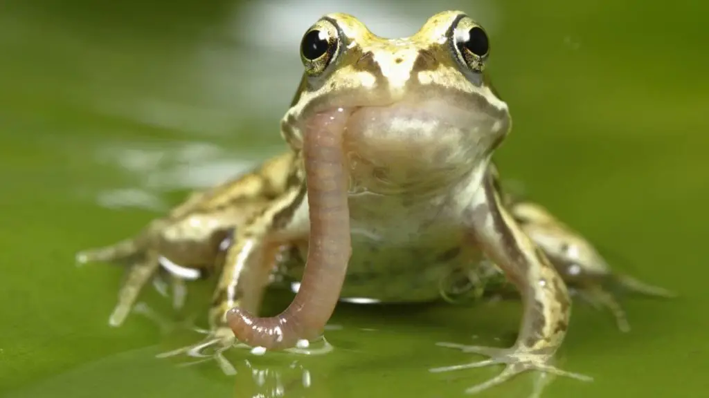 My Frog Won't Eat