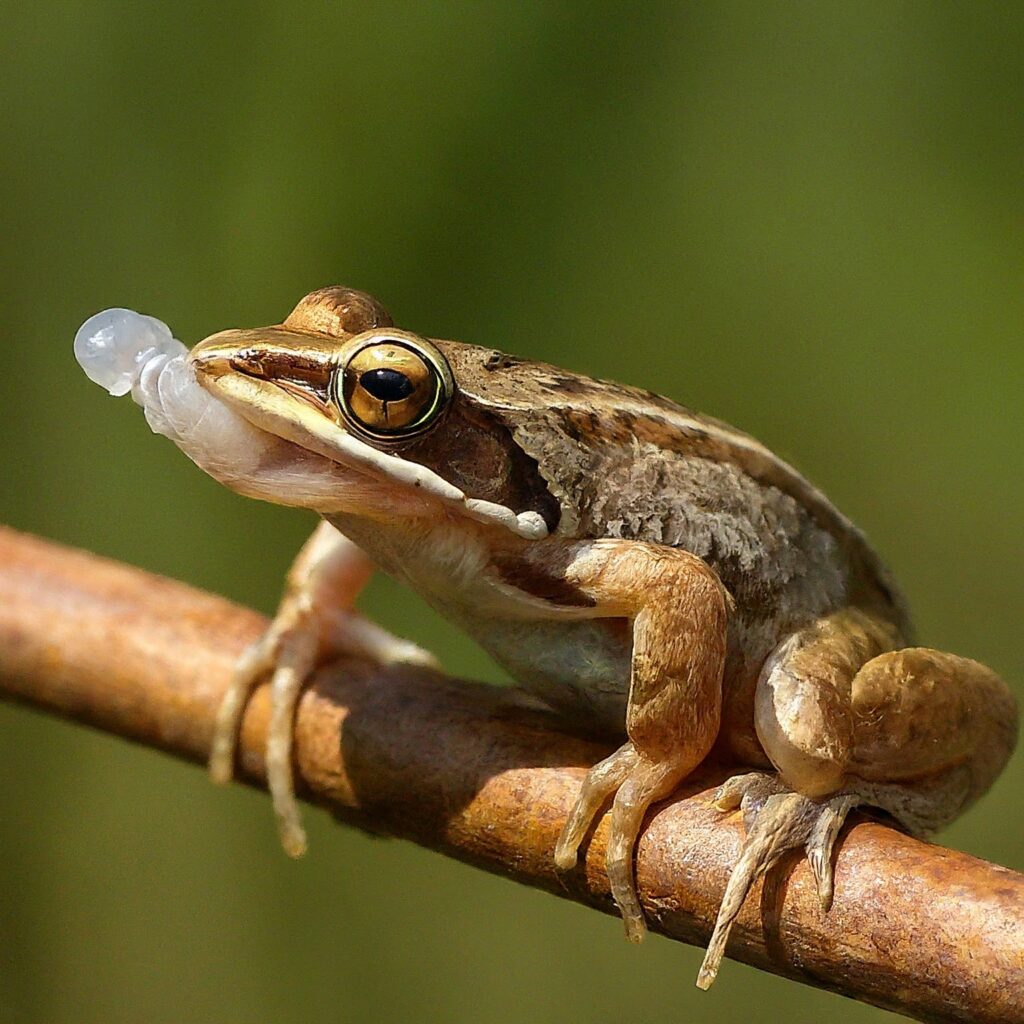 A frog shedding and eating a layer of skin