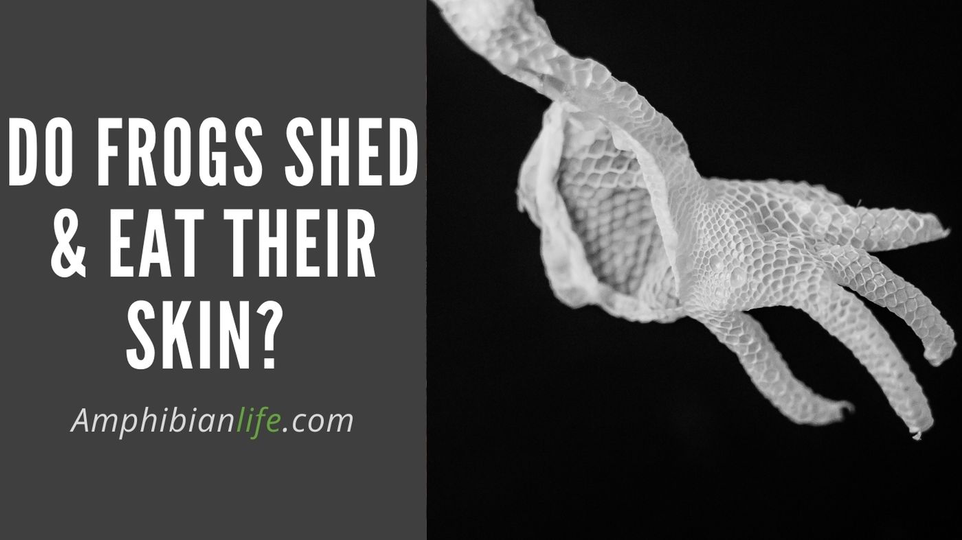 Do Frogs Shed Their Skin And How Often Do They Shed Amphibian Life do-frogs-shed-their-skin-and-how-often-do-they-shed-amphibian-life