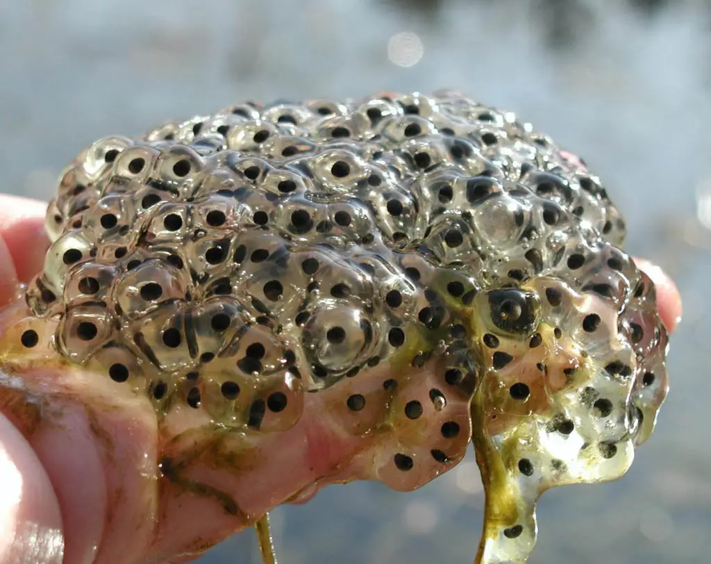 Toad eggs in human hand