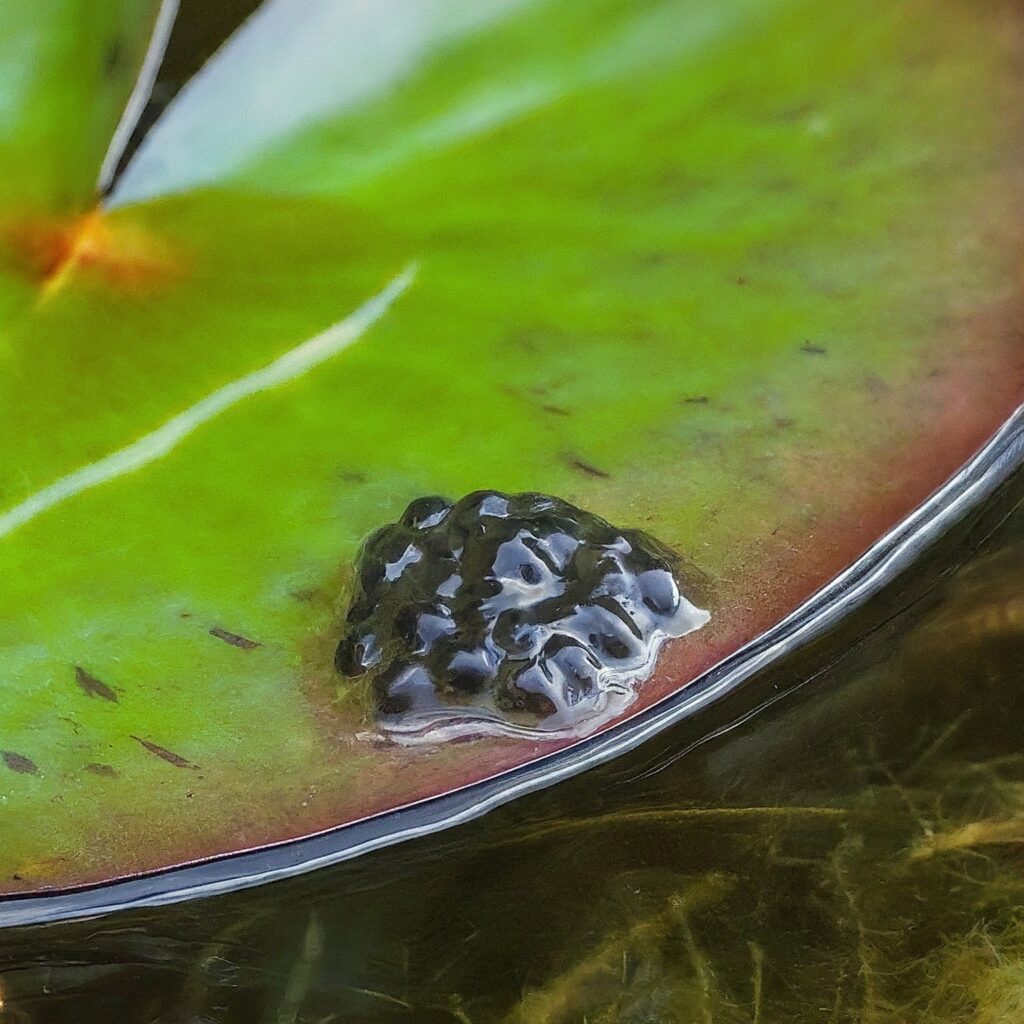 frog eggs spawn