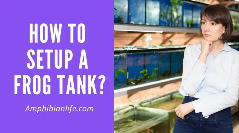 Frog Tank Setup: How To Set Up A Frog Tank?