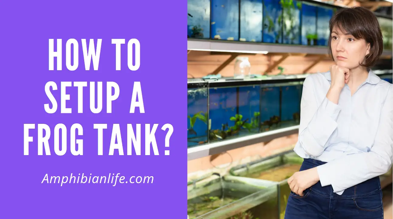 What Conditions do Frogs Need for Survival in a Tank