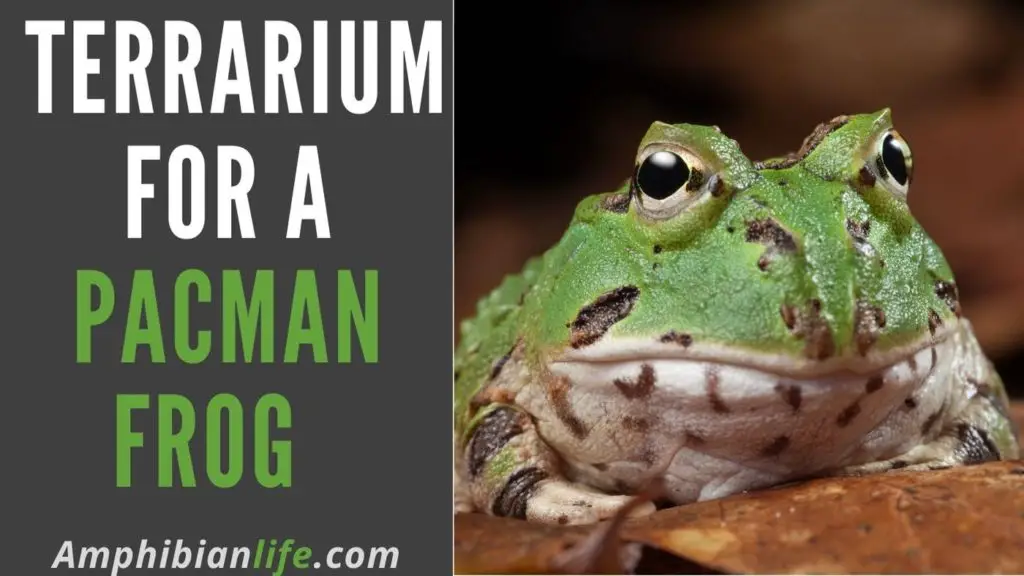 What is the recommended terrarium size for a Pacman frog