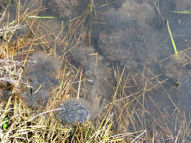 Frog Sapwn in drainage ditch