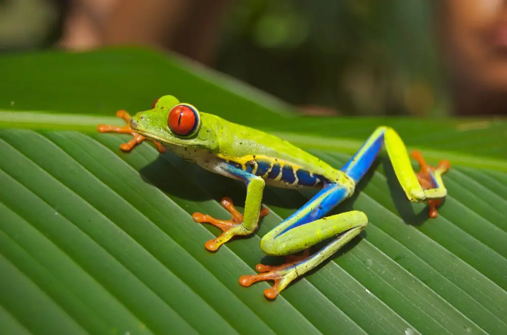Red-eyed tree frog (Agalychnis callidryas) Popular Pet Frogs