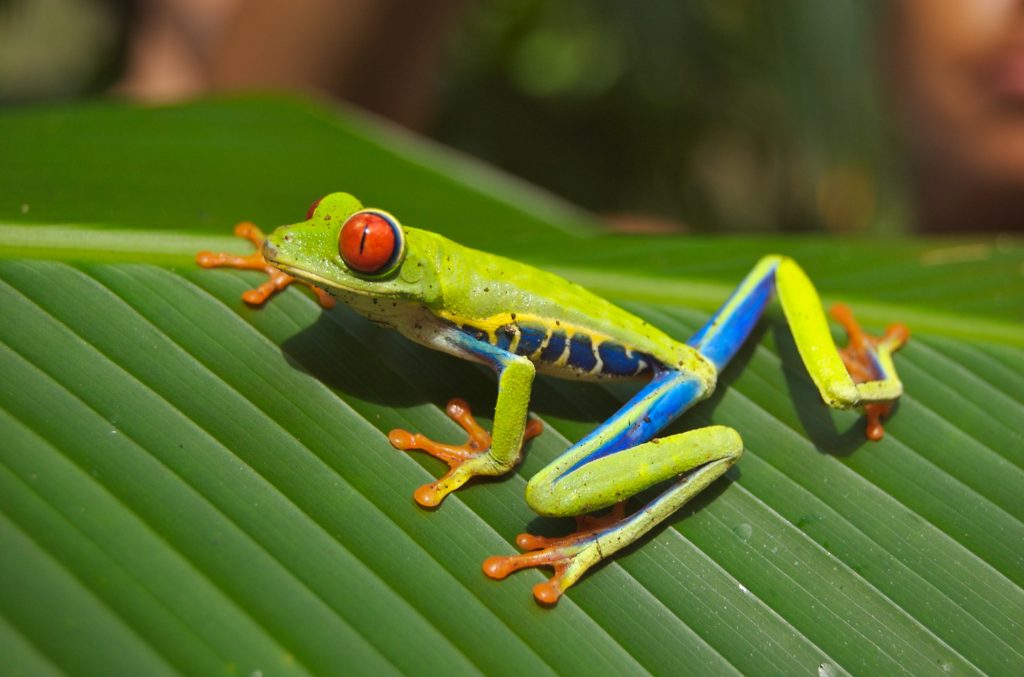 Red-eyed tree frog (Agalychnis callidryas) Popular Pet Frogs