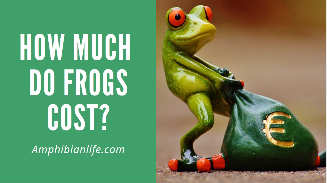 How much does a pet frog cost