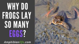 How Many Eggs Do Frogs Lay? (And Why Lay So Many?)