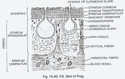 anatomy of frog skin