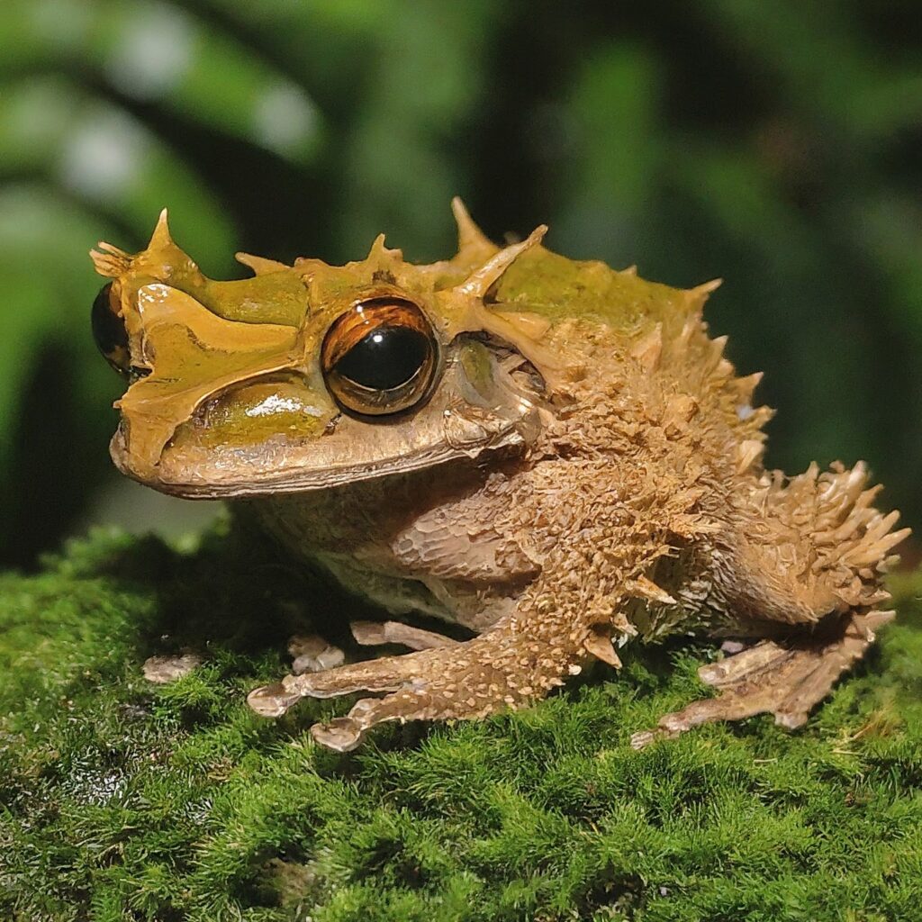 hairy Frog with Dermal papilla