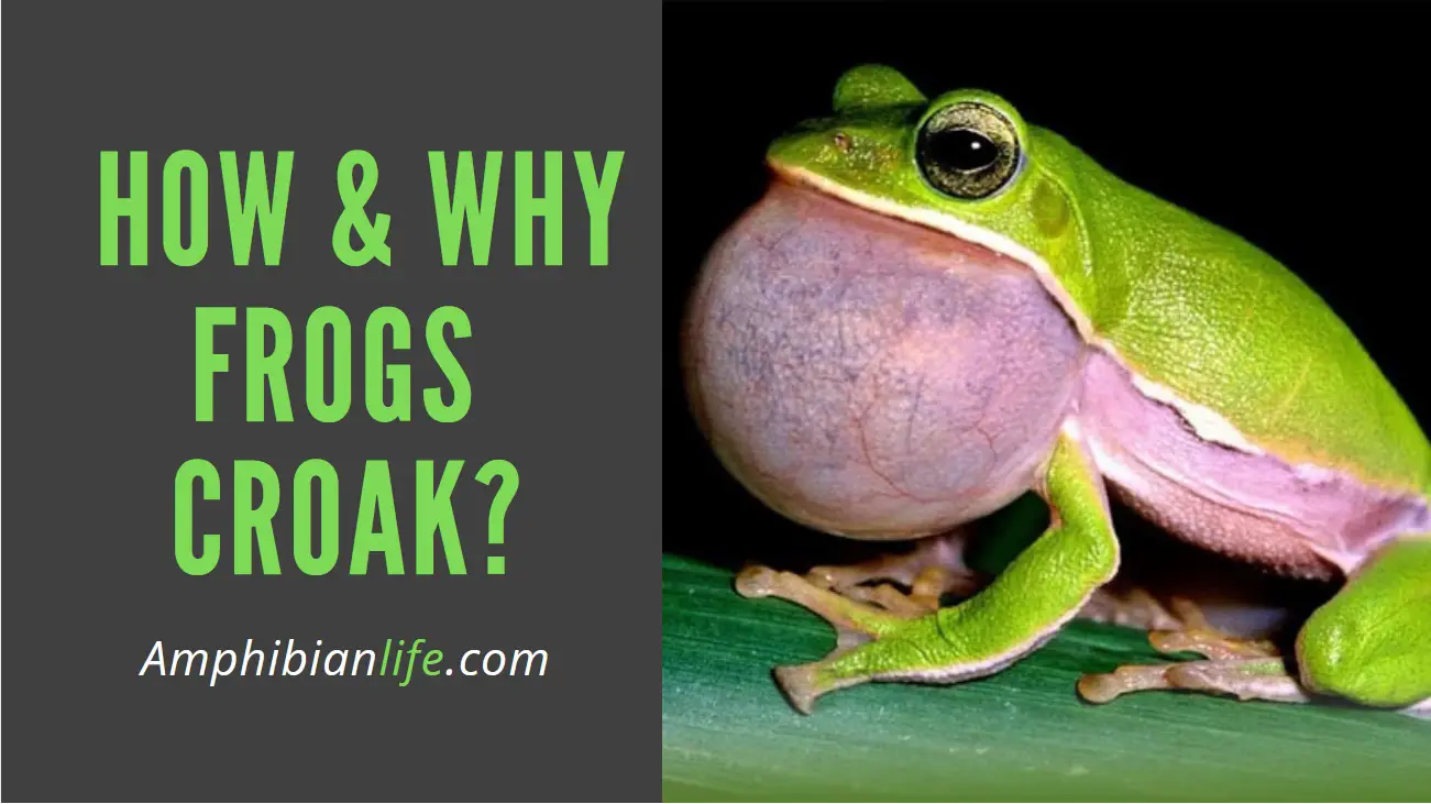 How Do Frogs croak And Why