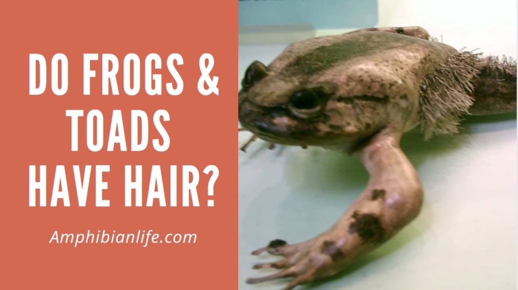 Do frogs have hair - Wolverine frog