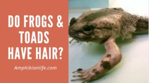 Do Frogs Have Hair? (And If Not, Why Not?)