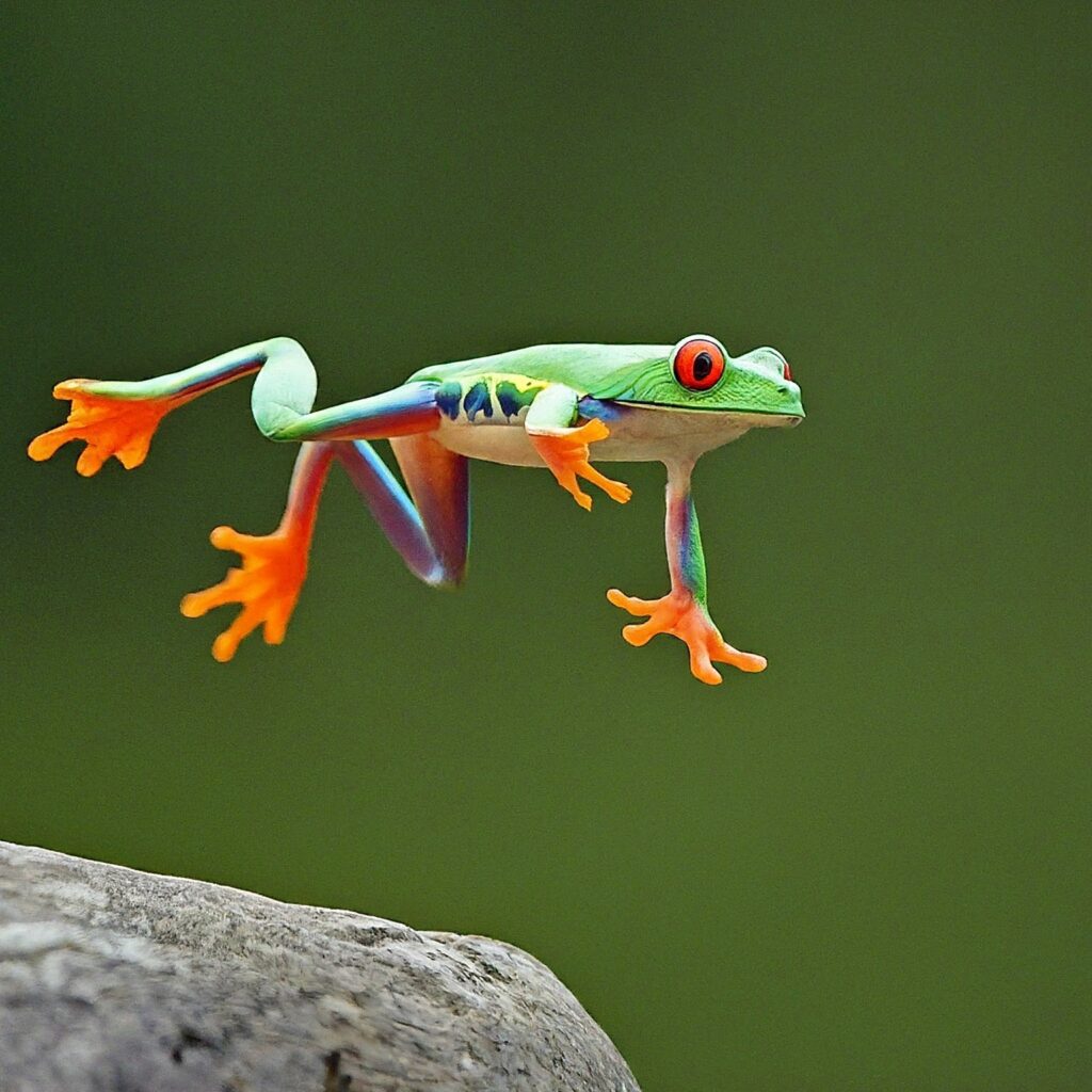 A red eye tree frog leaping from a nearby branch.