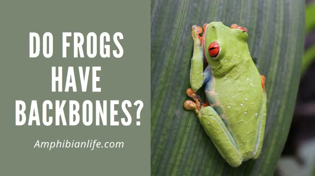 Are frogs vertebrates or invertebrates