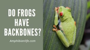 Do Frogs Have Backbones? (Are Frogs Vertebrates?)