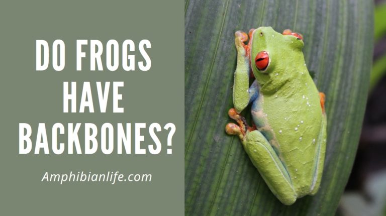Do Frogs Have Backbones? (Are Frogs Vertebrates?)