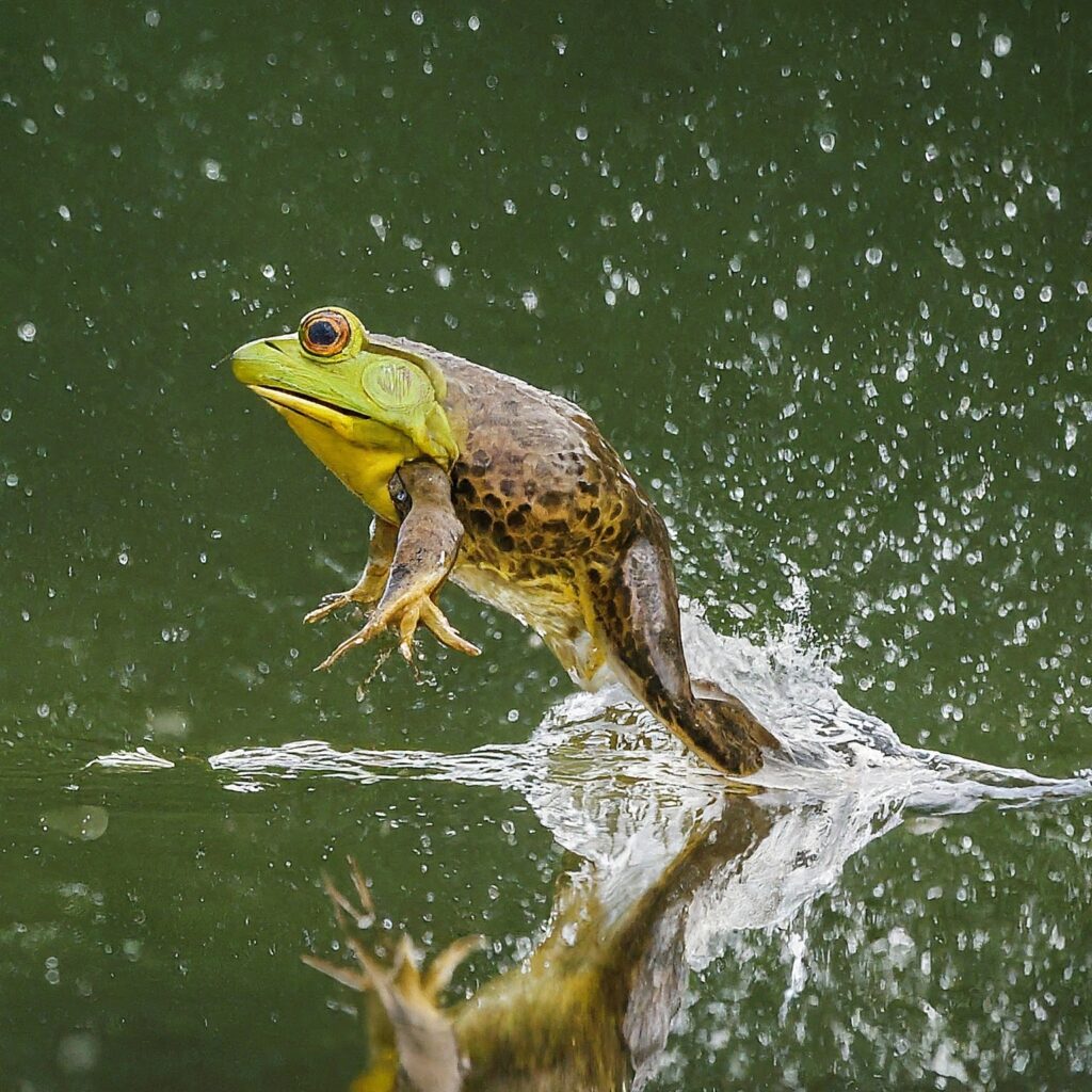 A powerful bullfrog jumping out of a pond, splashing water droplets around.