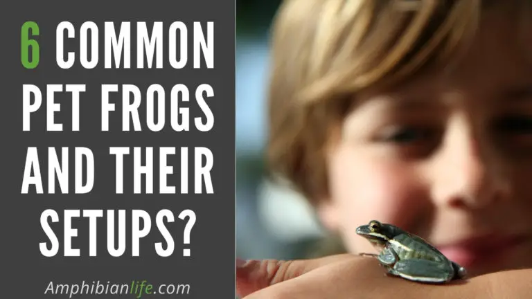 6 Most Common Pet Frogs And Their Setup