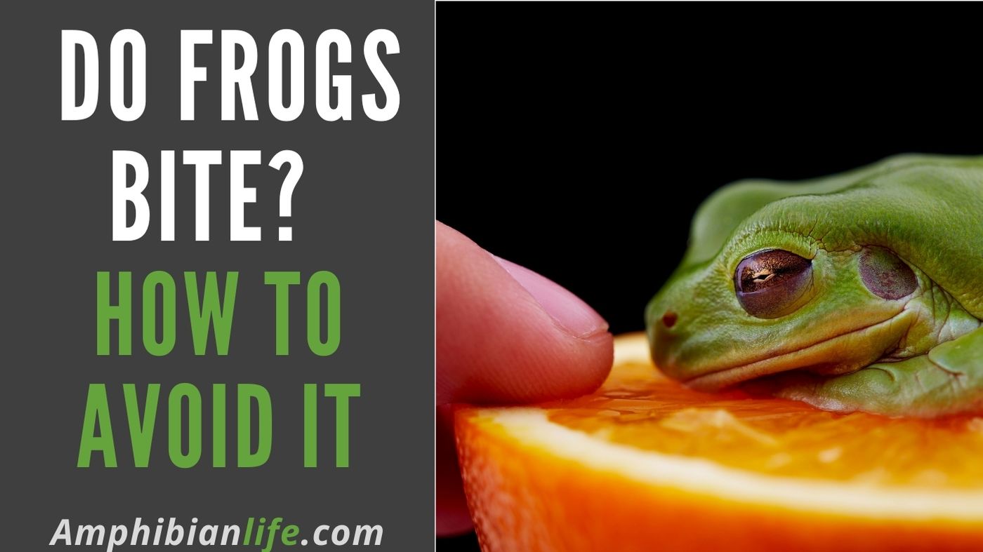do frogs bite?does it hurt?do they have teeth?