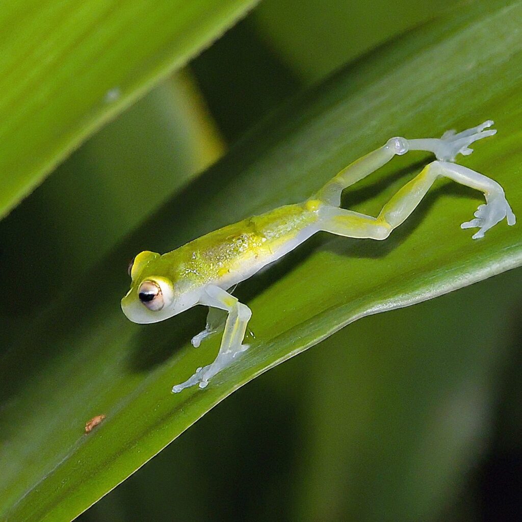 A tiny glass frog jumping between leaves in a rainforest, its translucent body blending in with its surroundings.
