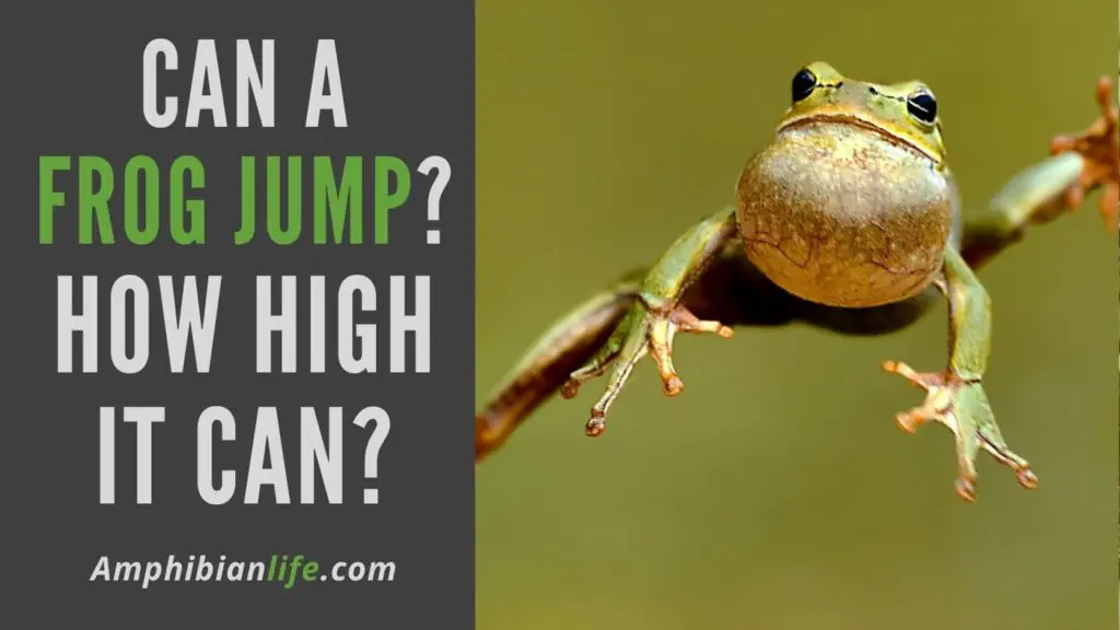 how high can a frog jump