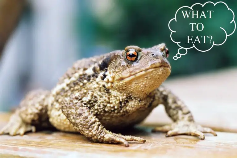 What Do Toads Eat? The Complete Guide To Toad Food