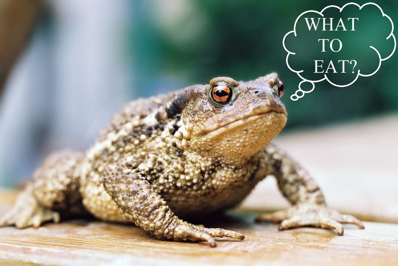 What to Feed a Toad? 