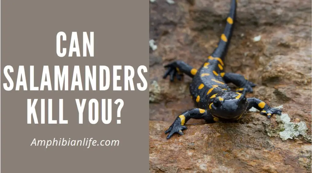 Are salamanders poisonous? yes why?