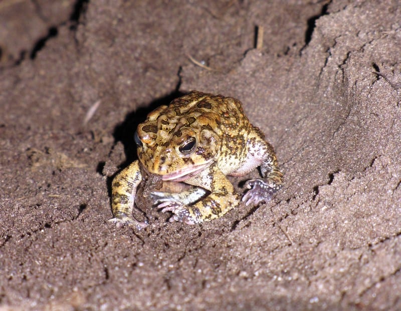 What do toads eat and what do you not want to feed them