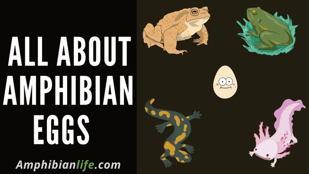 all about amphibian eggs