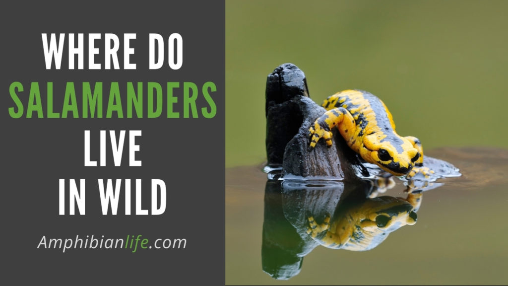 Where Do Salamanders Live In The Wild? Amphibian Life