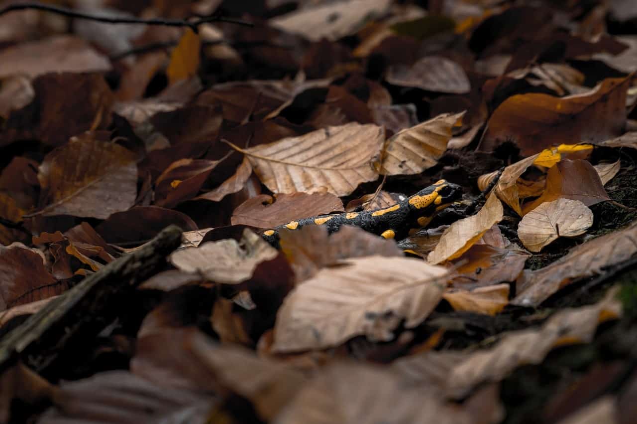 Where Do Salamanders Live? Amphibian Life