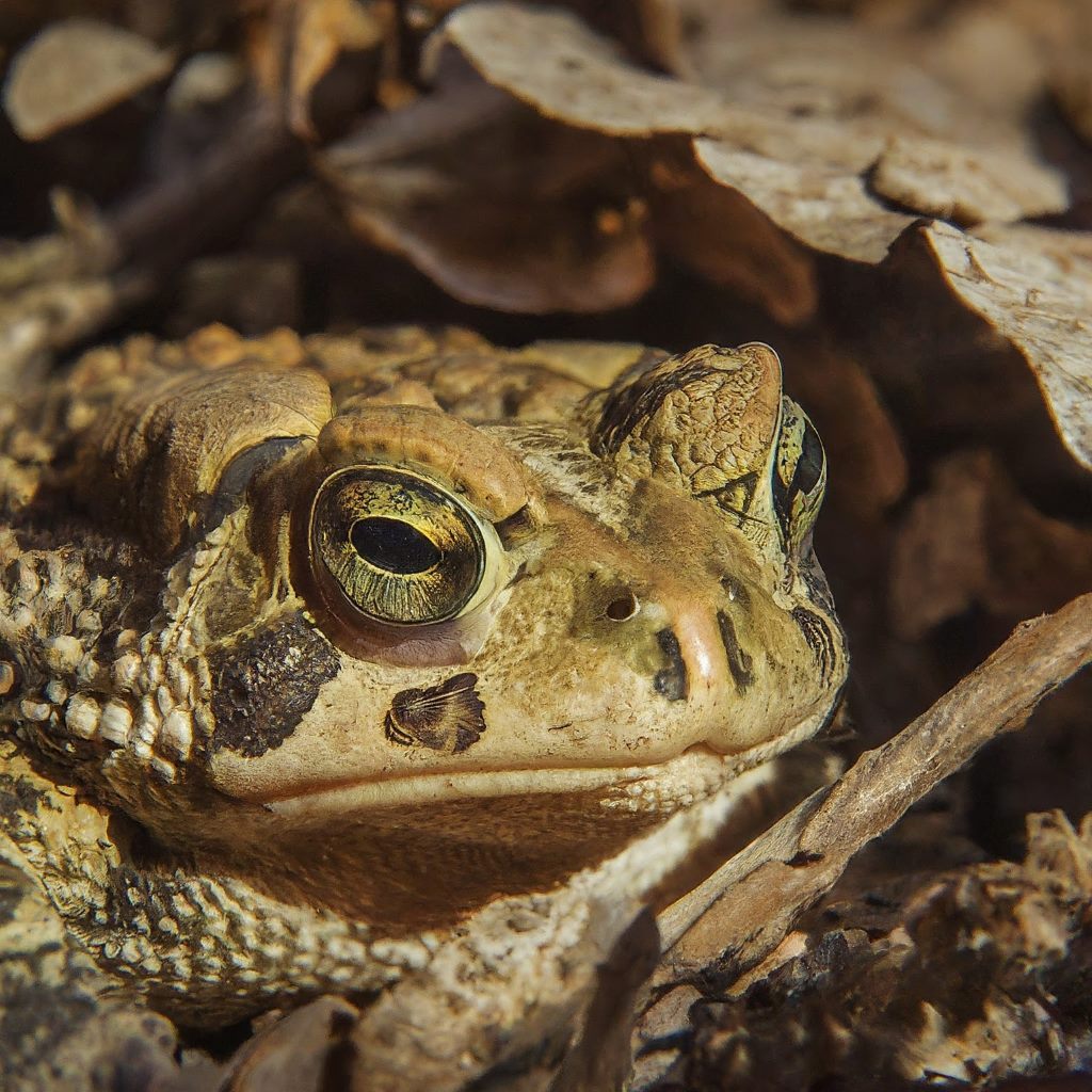Toad hibernate Under rocks or logs