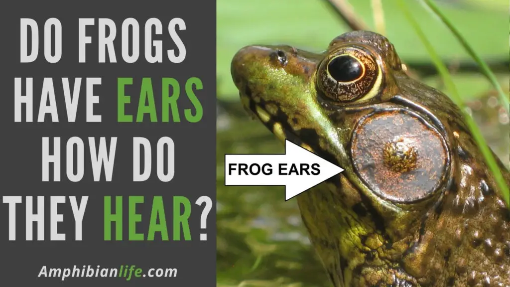 do frogs have ears how do frogs hear