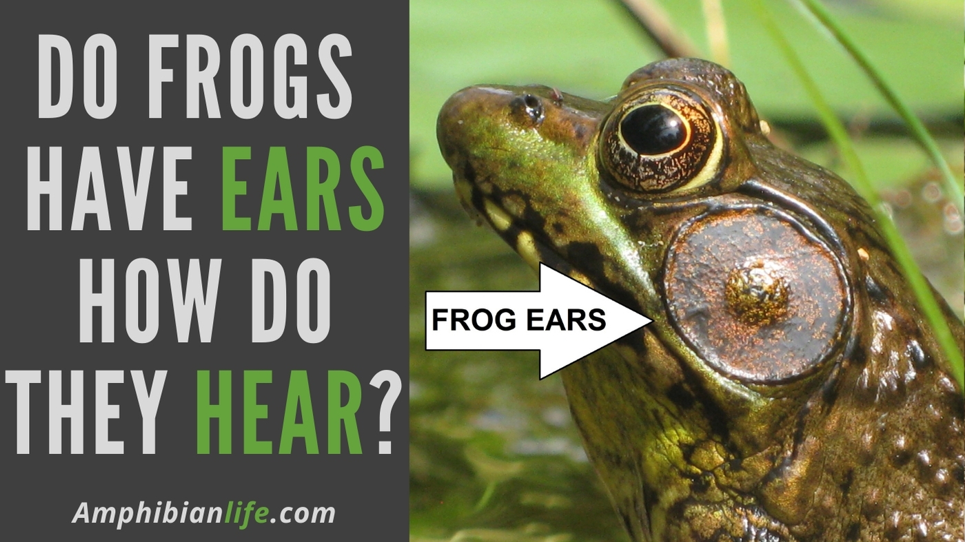 do frogs have ears how do frogs hear