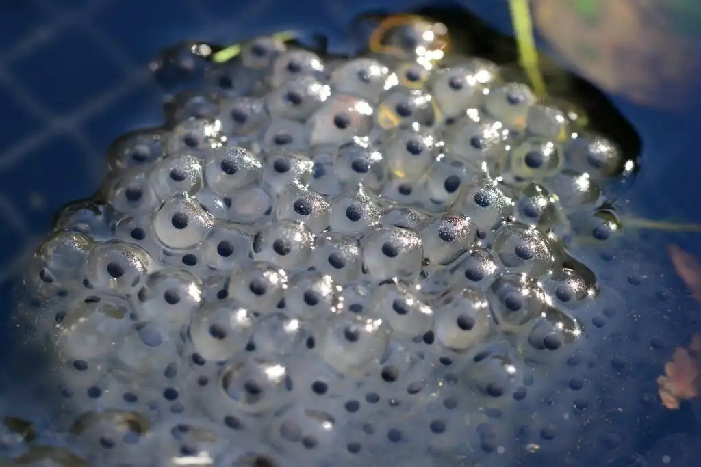 Frog eggs in the water