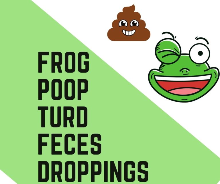 What Does Frog Poop Look Like (You May Be Surprised) Amphibian Life