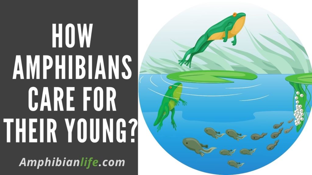 how amphibians care for their young