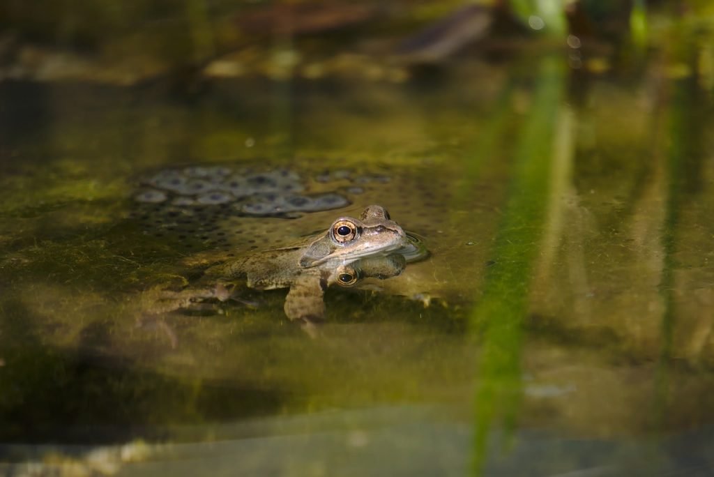 How do amphibians take care of their young